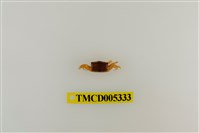 藏品(乳白南方招潮蟹)的圖片